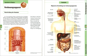 innenlayout anatomie